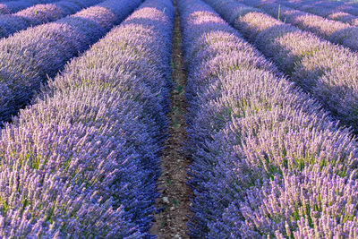 Full frame shot of lavender growing in field