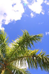 Low angle view of palm trees against blue sky