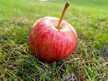 Close-up of apple on field