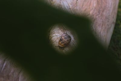 Close-up of horse eye