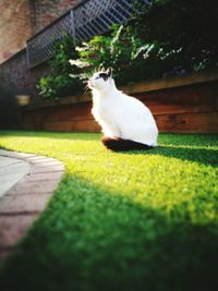 Sheep on grass