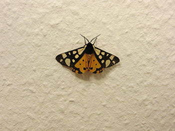 Close-up of butterfly on wall