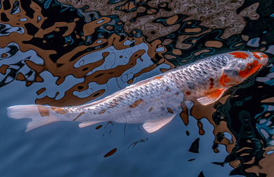 High angle view of fish swimming in sea