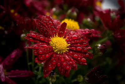 Close-up of wet red flower blooming outdoors