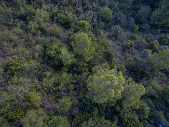 High angle view of trees in forest