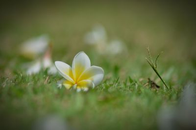 Close-up of white flower