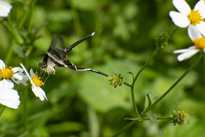 Close-up of insect on flower