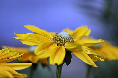 Close-up of yellow flower