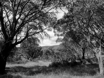 Trees on field against sky