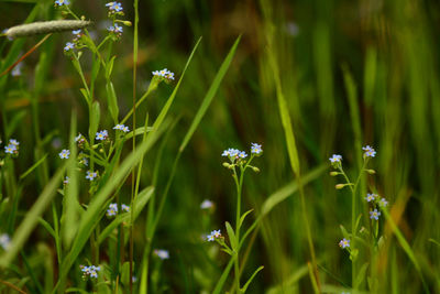 Close-up of insect on plant