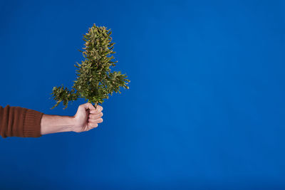 Cropped hand of person holding plant against clear blue sky