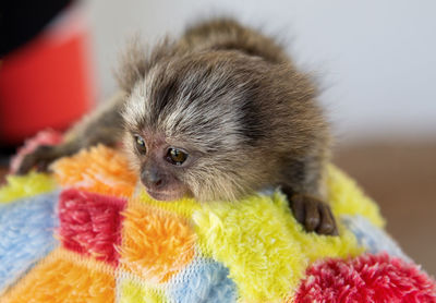Close-up of a rabbit