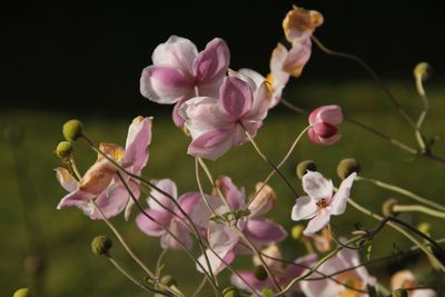 Close-up of pink flowers blooming outdoors