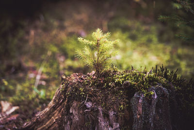 Close-up of tree trunk