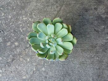 High angle view of succulent plant growing outdoors