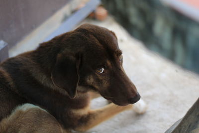 Close-up of dog looking away