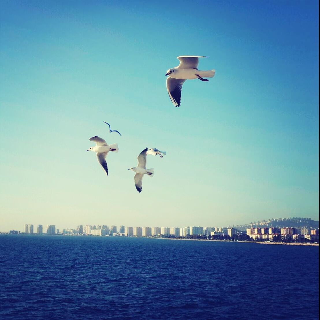 bird, flying, animal themes, animals in the wild, clear sky, wildlife, water, seagull, sea, spread wings, blue, built structure, building exterior, waterfront, mid-air, architecture, copy space, nature, city