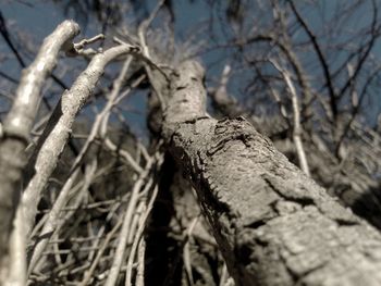 Close-up of bare tree