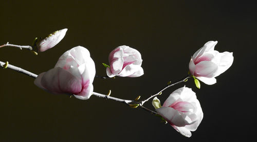 Close-up of pink flowers