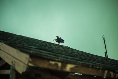 Low angle view of bird perching on building against sky