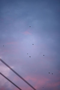 Low angle view of birds flying against sky