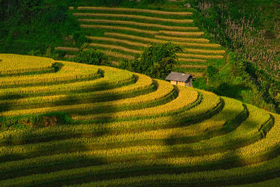 Close-up of agricultural field