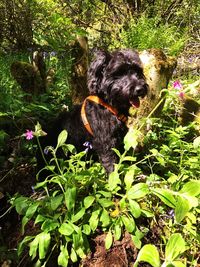 View of a dog on flower