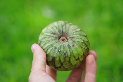 Close-up of hand holding leaf