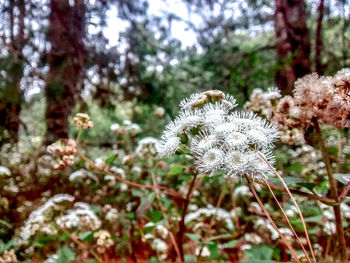 Close-up of white flowers