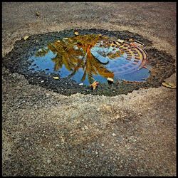 Reflection of trees in puddle