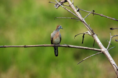 Close-up of bird perching on branch