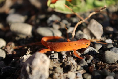 Close-up of lizard on rock