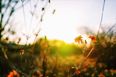 Close-up of yellow flowers blooming in field