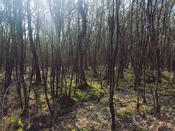 View of trees in forest