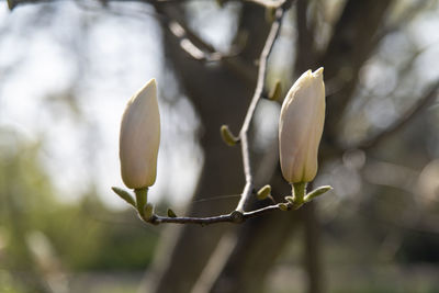 Close-up of white magnolia flowers 