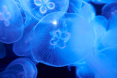 Full frame shot of jellyfish