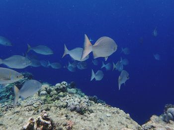 Fish swimming in sea