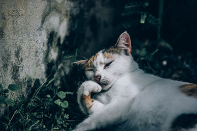 Close-up of a cat with eyes closed