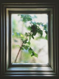 Trees seen through window