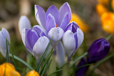 Close-up of purple crocus flowers on field