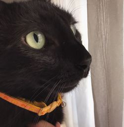 Close-up portrait of cat