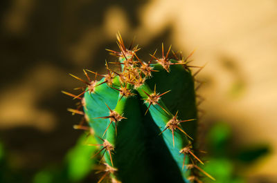 Close-up of plant against blurred background