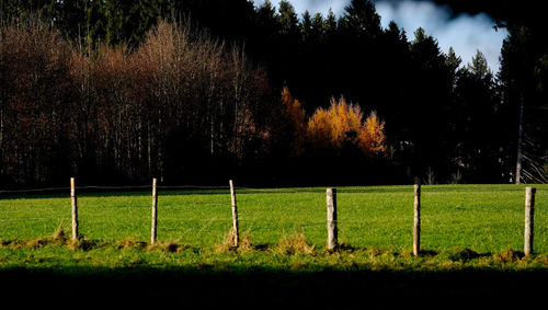 Trees on field
