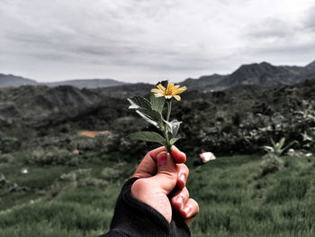 Close-up of hand holding flower on field against sky