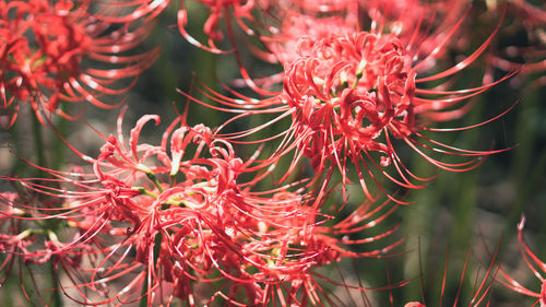 Close-up of red flowering plant