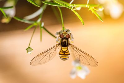 Close-up of insect on plant