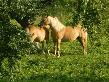 Horses in a field