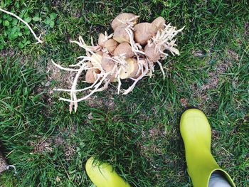 High angle view of plants on field