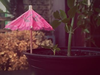 Close-up of plant against blurred background