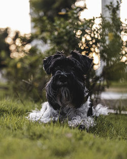 Dog looking away on field